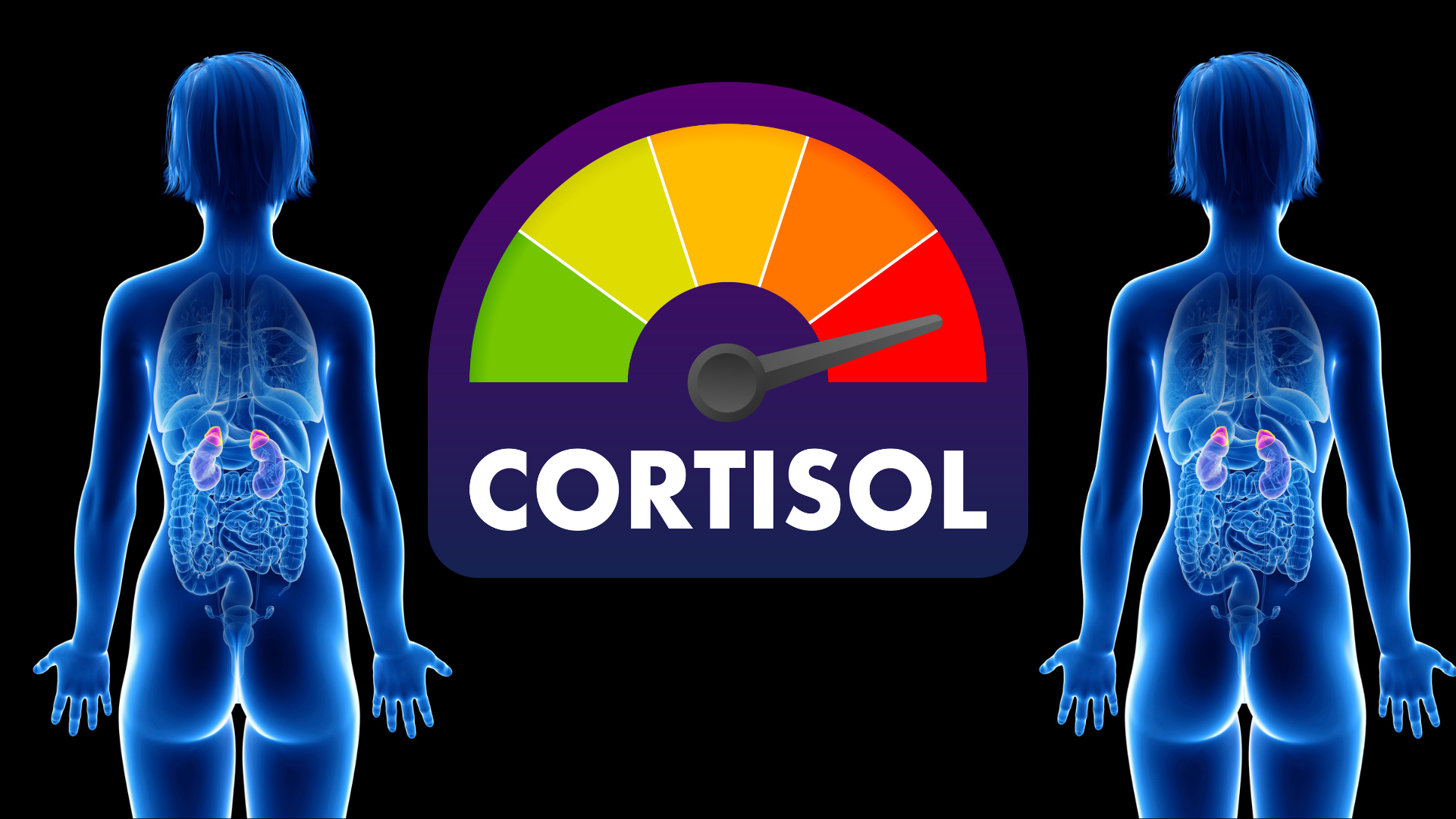 cortisol